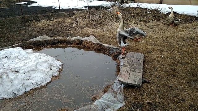 Купание гусей в моем пруду смотреть онлайн