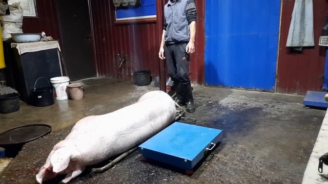 //Вес 200кг?Свинка подкидыш в 8 мес отроду-Порода Дворовая+Максимус БЦ// смотреть онлайн