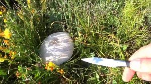 Грибы Крыма, маслята, шампиньоны сбор грибов 2022,