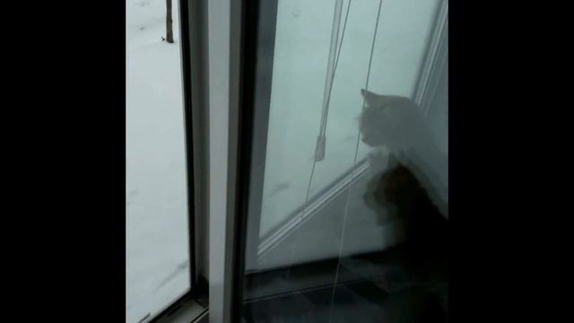 как коты контролировали процесс. смотреть онлайн