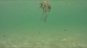 Медузы в Тунисе