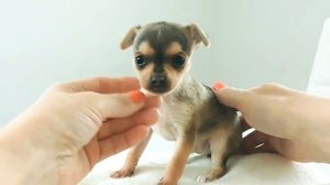 Русский той-терьер, гладкошерстный той-, мини-той, девочка 1 месяц, о породе русский той