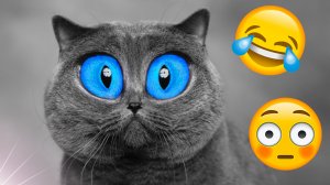 Смешные животные