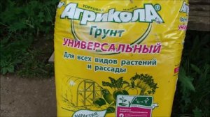 Как высаживаю Клюкву.