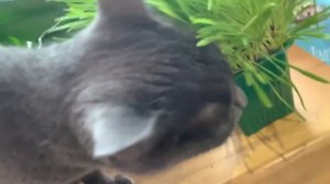 Cat in the jungle. Cat eat grass. Кошка ест траву.wow!