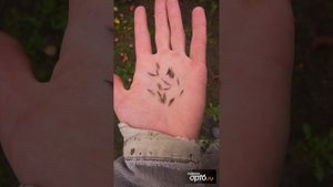 Космея, однолетний цветок, технологи выращивания