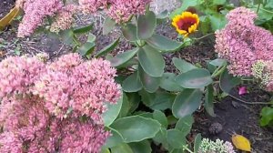 Цветение Розы  Пинк Пиано.