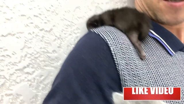 Kittens meow loudly - this is Dad, but where is Mom cat? смотреть онлайн