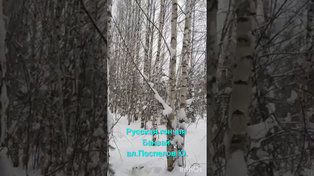 Русская гончая Банзай вл. Поспелов Юрий . смотреть онлайн