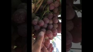 виноград ред глоб