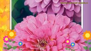 Цинния георгиноцветковая Мечта. Краткий обзор, описание характеристик zinnia elegans Mechta