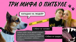 ТРИ МИФА О ПИТБУЛЕ