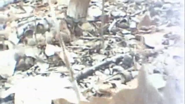 Boletus Edulis - Time lapse смотреть онлайн