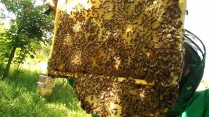 Четыре матки в одном улье.Готовим семью пчел к Медосбору с подсолнуха.Замена маток.часть 1