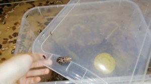 ДРЕВЕСНЫЕ УЛИТКИ /ПОКАЗЫВАЮ ВСЕХ ДРЕВЕСНЫХ УЛИТОК