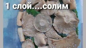 Грибы скрипицы. Засолка горячим способом
