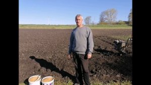 Фацелия один из лучших сидератов Подробная посадка и свойства фацелии