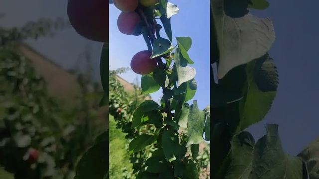 Rubista o'rigi. 16 may. terim jarayoni. абрикос рубиста 16-май. сбор урожая смотреть онлайн