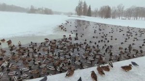 Снежный парк Снегопад Волшебство рядом Зимняя сказка Мороз в Питере
