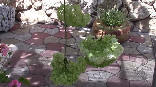 ГОРТЕНЗИЯ ОТЦВЕТАЕТ СРЕЗАЮ СОЦВЕТИЯ И ПРЕВРАЩАЮ В СУХОЦВЕТ
