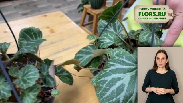 Камнеломка { СУРДОПЕРЕВОД } комнатное растение для подвесных кашпо | Как ухаживать за камнеломкой смотреть онлайн