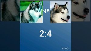Сибирская Хаска vs Аляскинский Маламут