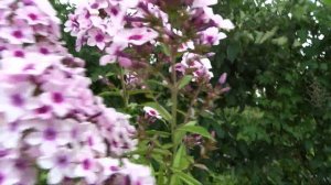 Флокс метельчатый  Сретенка. Автор Е.А. Константинова.