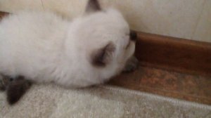 Ура! Сегодня мне купили котенка!