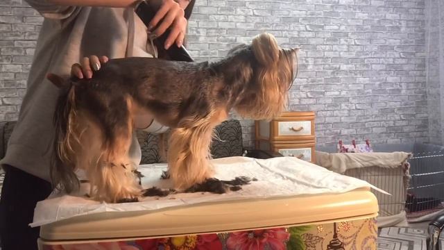 Стрижка йоркширского терьера. Новая машинка MAJOR DOG HUNFRISE 22.