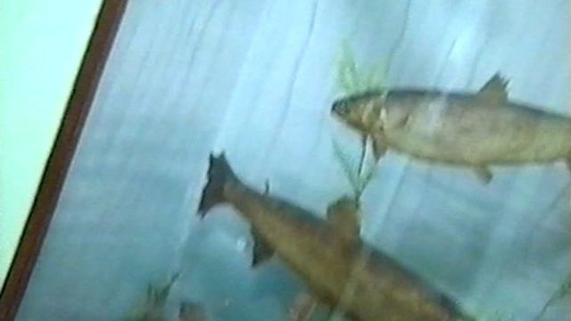 Поездка в Вытегру с моим отцом (Константином Кузмичем Логиновым). Лето 2006 года.mpg