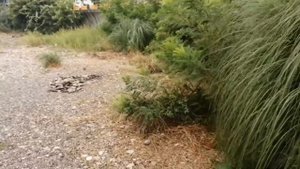 Самый дикий пляж в Сочи. Обзор дикого пляжа в Хосте