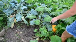 Тыква и дыня колхозница выращивание и уход в открытом грунте