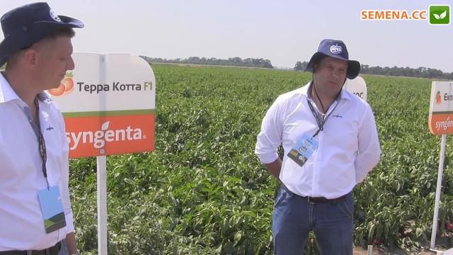 Терра Котта F1 Томат Syngenta День поля 10 08 2016 смотреть онлайн
