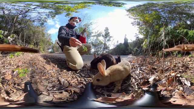 VR 360° | Baby rabbits are still afraid of humans. смотреть онлайн