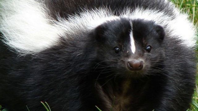 Почему скунс так плохо пахнет? смотреть онлайн