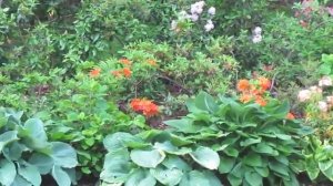 Rhododendrons in Bloom Port Credit Ontario