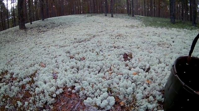 ЗА БОРОВИКАМИ 2018/ТИХАЯ ОХОТА НА БЕЛЫЙ ГРИБ/ FOR THE BOROVIKI 2018 / QUIET HUNTING WHITE MUSHROOM смотреть онлайн