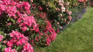 Как продлить розовое цветение в саду!? Роза Ангела и Зе фэйри!! Rose Angela !! Rose The Fairy