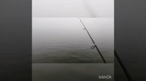 Ловля хариуса на Енисее, с берега, поплавок-качалка.