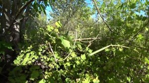 Зелёный жёлудь на дубе летом 2021 года