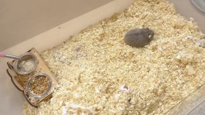 ПЕРВАЯ УБОРКА У ХОМЯЧАТ КЕМПБЕЛЛА СТЕШИ /  ХОМКИ КНОПОЧКА / УБОРКА КЛЕТКИ ХОМЯКА ПЕПСИ / Alisa Easy