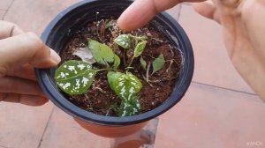 || CALADIUM HITTING DORMANCY SOON || CALADIUM HUMBOLDTII ‘MINI WHITE’  ||