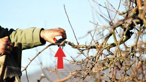 Если в октябре-ноябре правильно удалить мешающие ветки яблони то отличный урожай вам обеспечен!