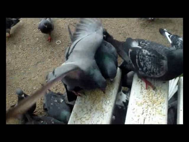 Гуля раз Гуля два смотреть онлайн