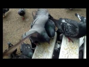 Гуля раз Гуля два