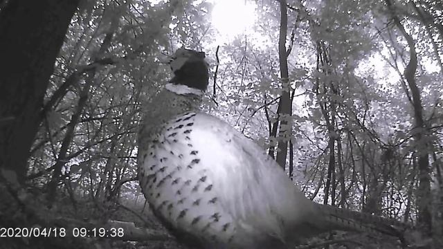 common pheasant (Phasianus colchicus) смотреть онлайн