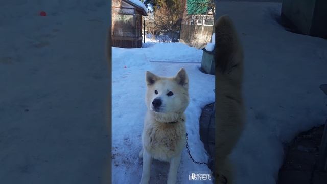 Акита ину требует корм.