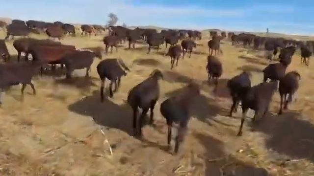 Гиссарский овцы К/Х Нурзода 26.09. 2021 года смотреть онлайн