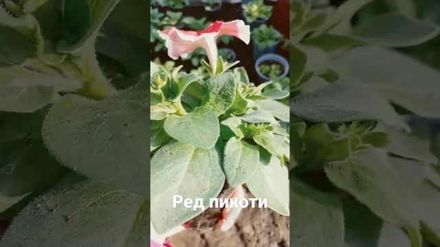 Петуния Ред Пикоти