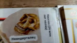 Доисторические хищные птицы и процесс превращения животных в окаменелости